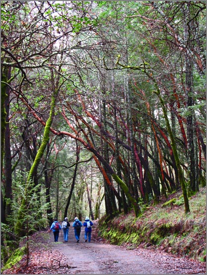 sm 110225.13 Las Posadas.jpg - Most of the forest roads are heavily shaded with redwoods, Firs, Ponderosa Pines, Oaks or Madrones.